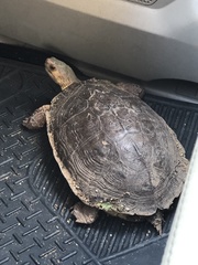 Rhinoclemmys pulcherrima rogerbarbouri