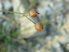 Linum tenuifolium