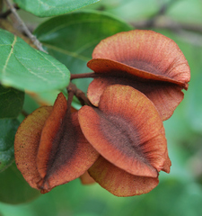 Combretum hereroense hereroense