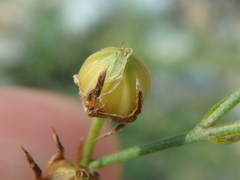 Linum tenuifolium