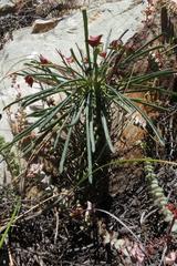 Anthacanthae