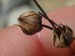 Linum tenuifolium