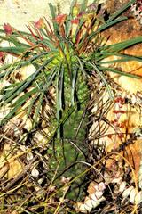 Anthacanthae
