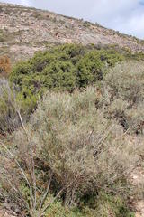 Calobota