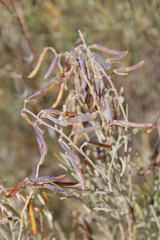 Calobota