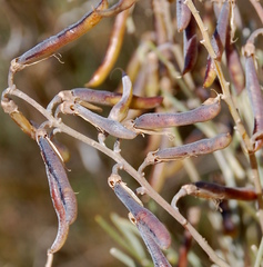 Calobota