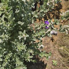 Lotononis lotononoides