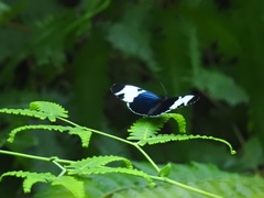 Heliconius sapho leuce