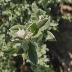 Lotononis lotononoides