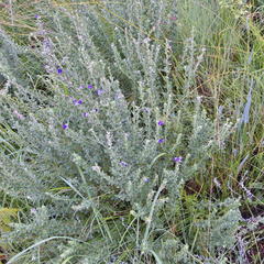 Lotononis lotononoides