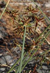 Cyperus marginatus