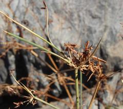 Cyperus marginatus