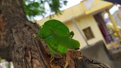 Teratodes monticollis