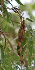 Bolusanthus speciosus