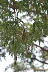 Bolusanthus speciosus