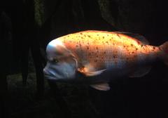 Chrysoblephus gibbiceps