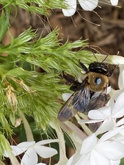 Xylocopa virginica