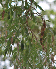Bolusanthus speciosus