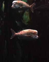 Chrysoblephus gibbiceps