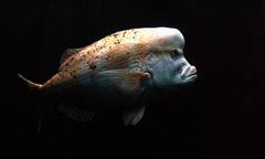 Chrysoblephus gibbiceps