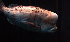 Chrysoblephus gibbiceps