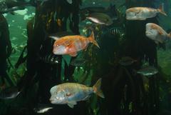 Chrysoblephus gibbiceps