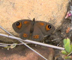 Pseudonympha trimenii trimenii