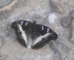 Cymothoe alcimeda alcimeda