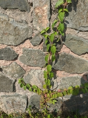 Cornus sanguinea australis