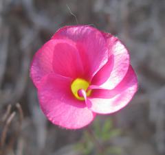 Oxalis glabra