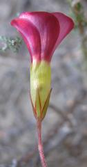 Oxalis glabra