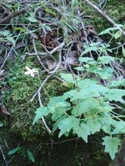 Lobelia vanreenensis