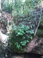Lobelia vanreenensis