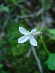 Lobelia vanreenensis