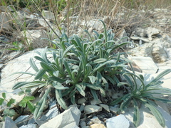 Onosma simplicissima