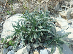 Onosma simplicissima