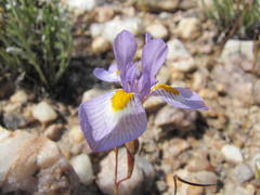 Moraea serpentina