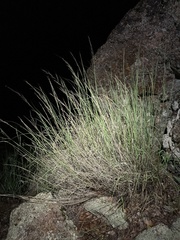Muhlenbergia polycaulis