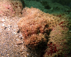 Scorpaenopsis ramaraoi