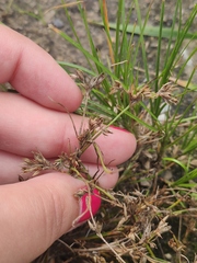 Juncus ranarius