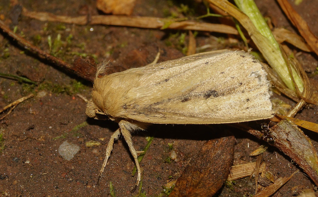Webb's Wainscot