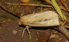 Globia sparganii