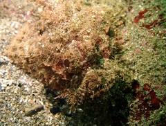 Scorpaenopsis ramaraoi