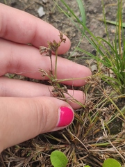 Juncus ranarius