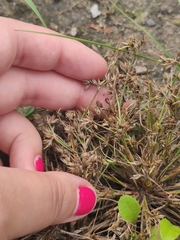 Juncus ranarius