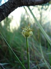 Moraea trifida