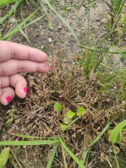 Juncus ranarius
