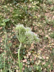 Seseli condensatum
