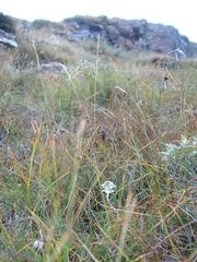 Huttonaea grandiflora