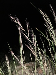 Muhlenbergia polycaulis